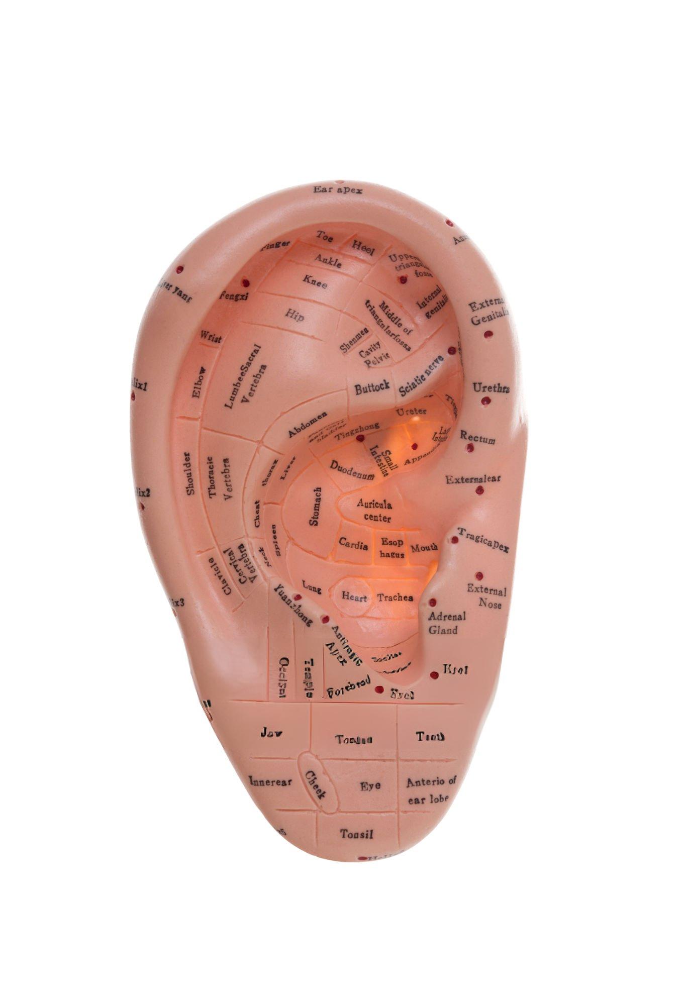 Auriculothérapie à Lyon 2